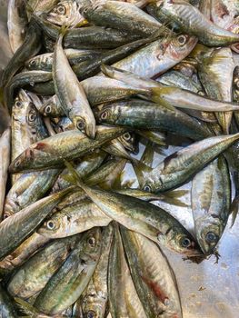 Natural background of horse mackerel fish