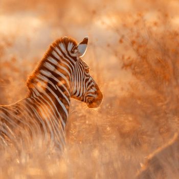 Plains zebra in Kruger National park, South Africa ; Specie Equus quagga burchellii family of Equidae