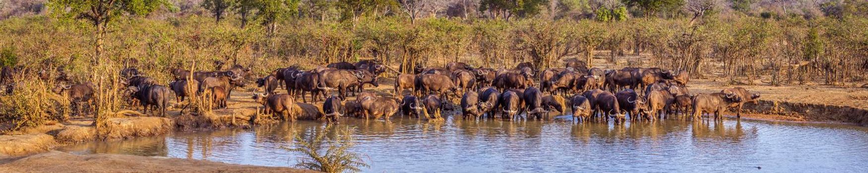 African buffalo in Kruger National park, South Africa ; Specie Syncerus caffer family of Bovidae