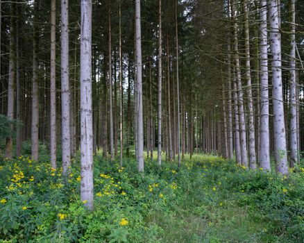 grey trunks of spruce trees in french ardennes with yellow summer flowers around them