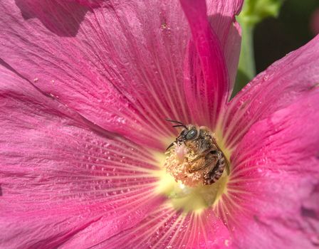 Springtime. Close-up of a honey bee pollinating a bright red flower. Hollyhock
