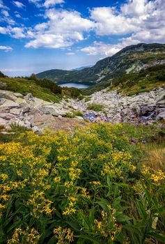 beauty day landscape on the mountain with yellow flowers in front. Vertical view