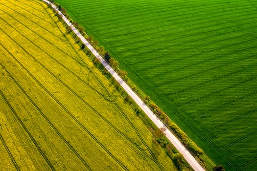 Amazing ?erial view of rapeseed and wheat fields separated by a road.