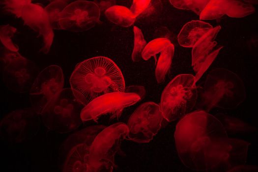 Biology zoo sealife medusa creatures