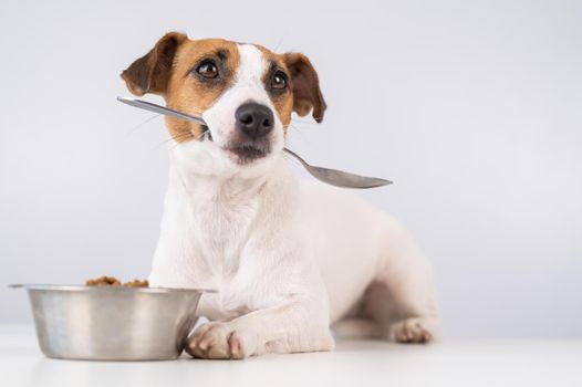 Jack Russell Terrier dog lies near a bowl of dry food and holds a spoon in his mouth on a white background