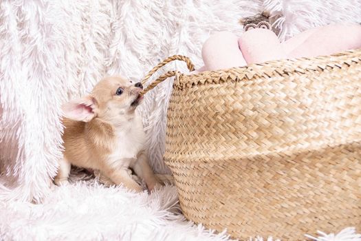 Cute and funny Light chihuahua puppy playing on living room's and gnaw Wicker basket at white background