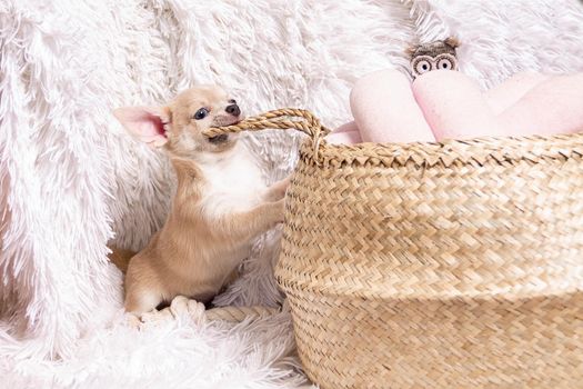 Cute and funny Light chihuahua puppy playing on living room's and gnaw Wicker basket at white background