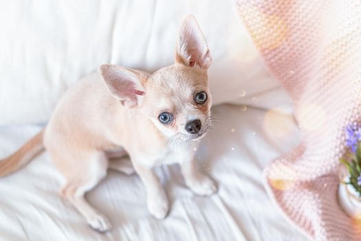 Funny young chihuahua dog covered in throw blanket looking at camera. Lazy puppy wrapped in plaid relaxes. Good morning. Breakfast in bed