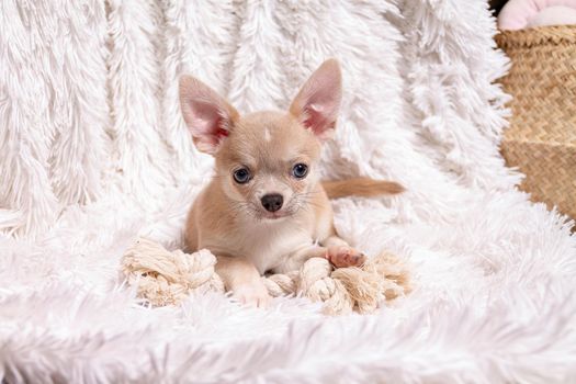 Cute puppy chihuahua dog playing on living room's carpet and looking at camera on white background.