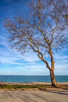 an old lonely tree at the seashore. Vertical view