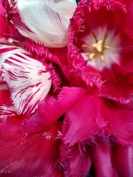 An open flower of a red tulip opens against the background of a bouquet.