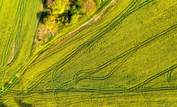 Aerial shot of field with a tractor traces on the agricultural field sowing. Rapeseed field