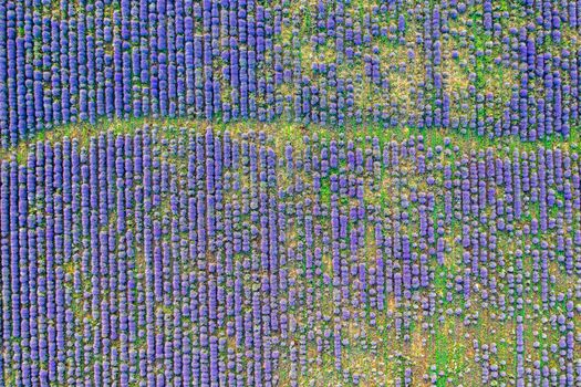 Aerial view from a drone to a lavender field.Horizontal view.