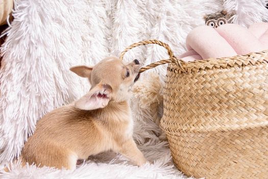 Cute and funny Light chihuahua puppy playing on living room's and gnaw Wicker basket at white background