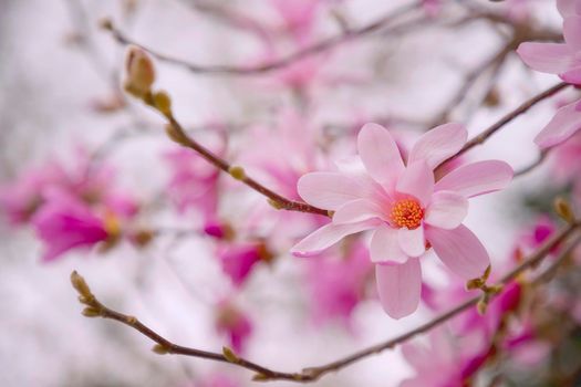 Magnolia Flower on Magnolia Tree. A pink flowering magnolia flower