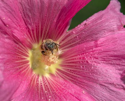 Springtime. Close-up of a honey bee pollinating a bright red flower. Hollyhock