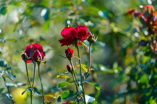 Red rose bushes are blooming in the garden. Plant care, landscaping, a holiday gift for a girl.