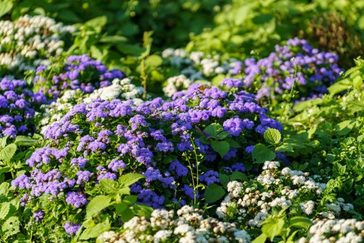 Floral background with purple flowers in the flower bed