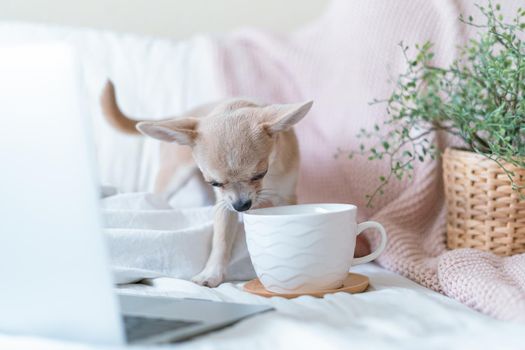 Breakfast in bed. Funny young chihuahua dog covered in throw blanket with steaming cup of hot tea or coffee. Lazy puppy wrapped in plaid relaxes. Good morning.