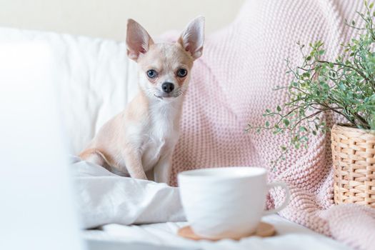 Funny young chihuahua dog covered in throw blanket with steaming cup of hot tea or coffee. Lazy puppy wrapped in plaid relaxes. Good morning. Breakfast in bed