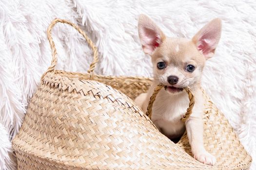 Light chihuahua puppy playing sitting and gnaw In Wicker basket at white background and looking at camera.