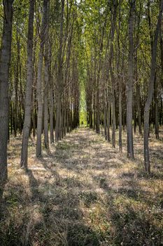 Forest trees tunnel in the spring time, close up.