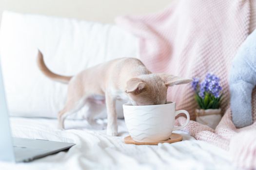 Breakfast in bed. Funny young chihuahua dog covered in throw blanket with steaming cup of hot tea or coffee. Lazy puppy wrapped in plaid relaxes. Good morning.