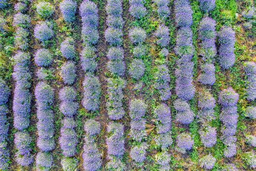 Aerial view from a drone to a lavender field.Top view..