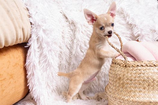 Cute happy chihuahua puppy playing on living room's and gnaw Wicker basket at white background and looking at camera.