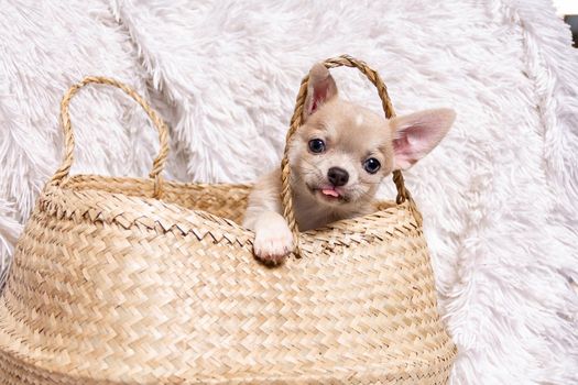 Happy dog chihuahua puppy showing small tongue sitting In Wicker basket at white background and looking at camera.