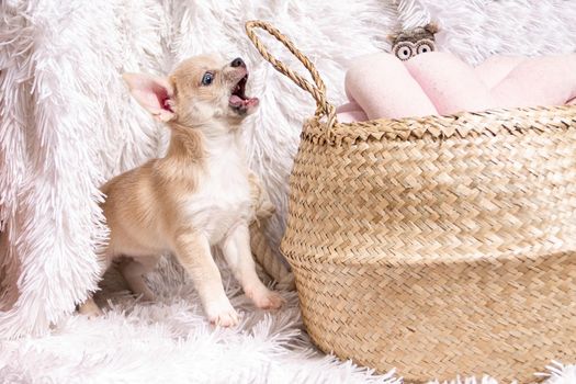 Cute and funny Light chihuahua puppy playing on living room's and gnaw Wicker basket at white background