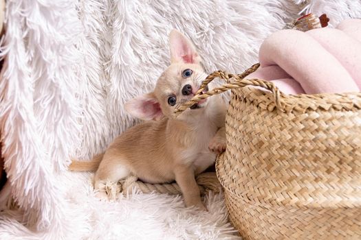 Cute and funny Light chihuahua puppy playing on living room's and gnaw Wicker basket at white background