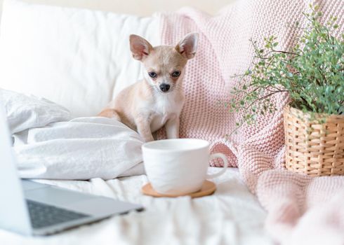 Breakfast in bed. Funny young chihuahua dog covered in throw blanket with steaming cup of hot tea or coffee. Lazy puppy wrapped in plaid relaxes. Good morning.