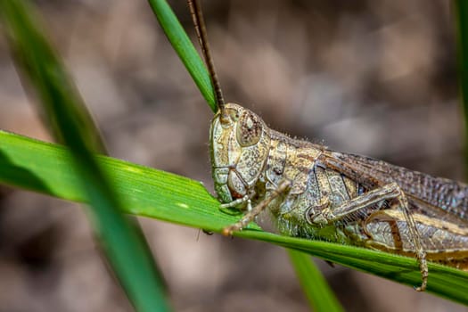 Amazing detail of a small grasshopper on a leaf. Close up. 