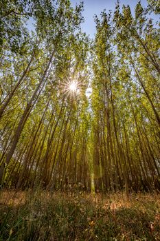 Tall trees in forest and sun between, viewed from bottom to top