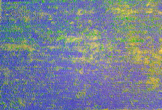 Aerial view from a drone to a lavender field.Horizontal view.