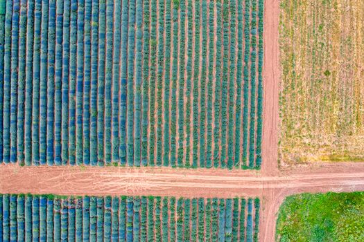 Aerial view of roads between lavender fields. Agriculture drone shot. Ecology agriculture, growing plants on big land. Abstract view