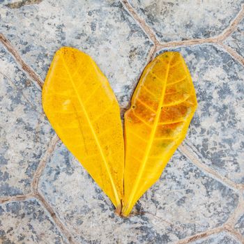 Yellow tropical plant foliage on grey stone background as love symbol