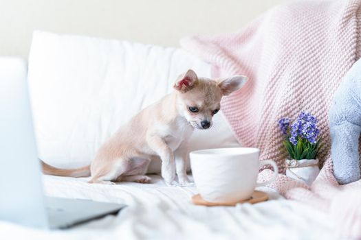 Funny young chihuahua dog covered in throw blanket with steaming cup of hot tea or coffee. Lazy puppy wrapped in plaid relaxes. Good morning. Breakfast in bed