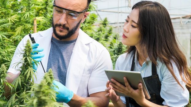 Professional researchers are checking plants and doing quality control of legally grown cannabis plants for medicinal purposes in large greenhouses.