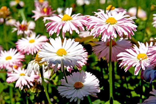 Aromatic beautiful daisies in the city park.a plant of the daisy family that has bright rayed flowers, typically of purple or pink.