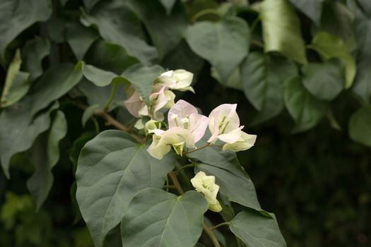 Blooming bougainvillea background. Light pink flowers