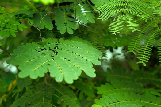 Green leaves of tropic acacia tree. Close up tropic background