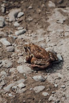 Gray frog sitting on another frog on the ground . High quality photo