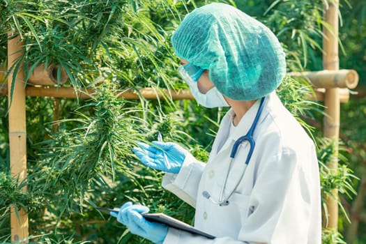 Doctor scientist in Sativa Cannabis plant farm research for safe using THC medications treatment in hospital.