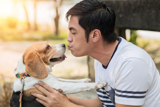 Asian man lovely cute playing kiss with his puppy animal pet , Beagle are friendly dog with human.