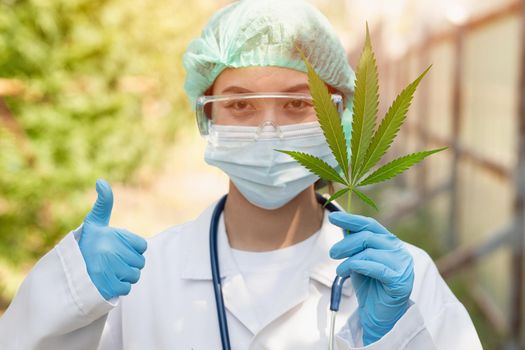 Scientist Doctor Thumbs up with confirm legal to use Sativa Cannabis indica plant leaf THC herbal in medical concept.