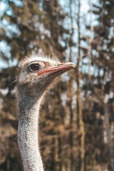 Ostrich head shot close-up on the background of the forest and sky. High quality photo