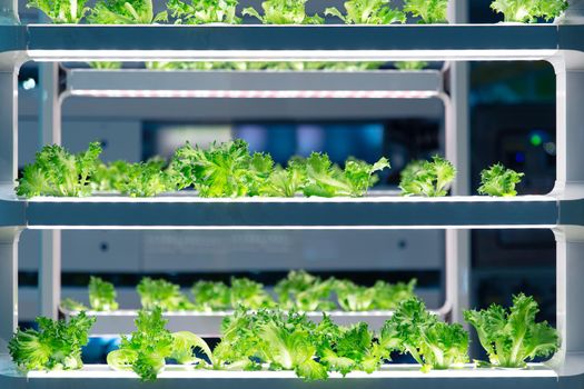 Lettuce grow in lab with advance aquaponic agriculture technology or hydroponic. Plant bio science research for genetic engineering in lab test.