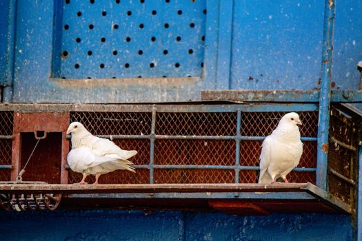 Two white doves are sitting on a rusty dovecote. High quality photo